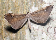 Macrosoma muscerdata