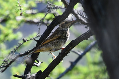 Turdus eunomus