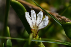 Scaevola hainanensis