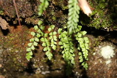 Asplenium viride