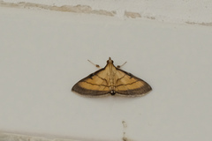 Cnaphalocrocis medinalis