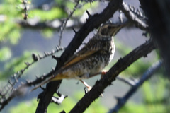 Turdus eunomus