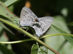 Catochrysops panormus
