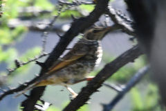 Turdus eunomus