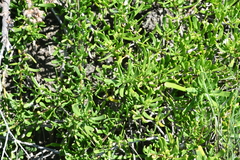 Scaevola hainanensis