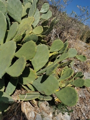 Opuntia stricta