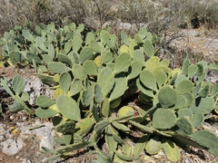 Opuntia stricta