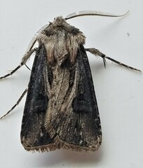 Agrotis venerabilis