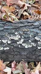 Xylobolus frustulatus