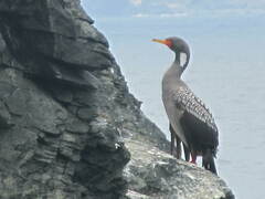 Poikilocarbo gaimardi