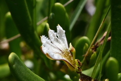 Scaevola hainanensis