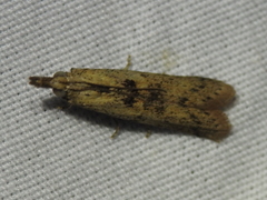 Macrorrhinia endonephele