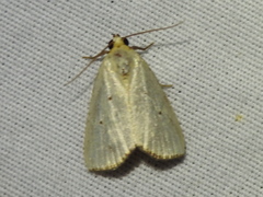 Marimatha nigrofimbria