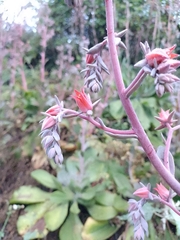 Echeveria