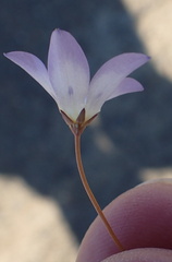 Wahlenbergia acaulis