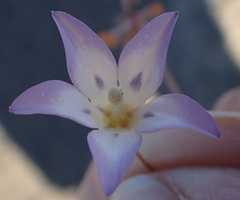 Wahlenbergia acaulis