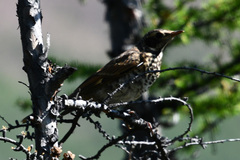 Turdus eunomus