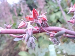 Echeveria