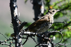 Turdus eunomus