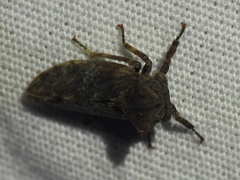 Microcentrus perditus