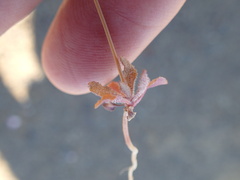 Wahlenbergia acaulis