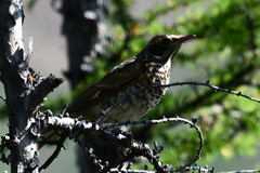 Turdus eunomus