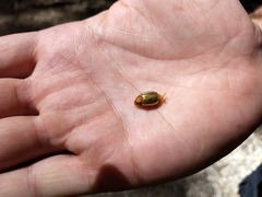 Phytholaema mutabilis