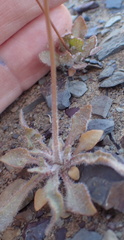 Wahlenbergia acaulis