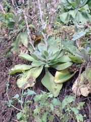Echeveria