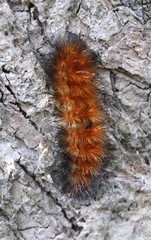 Pyrrharctia isabella