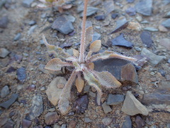 Wahlenbergia acaulis