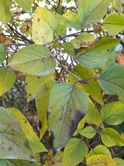 Syringa vulgaris