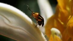 Horciasinus signoreti