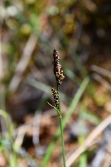 Carex bigelowii arctisibirica