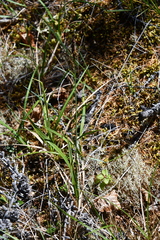 Carex bigelowii arctisibirica