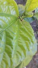 Stagmatoptera septentrionalis