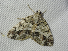 Macaria graphidaria