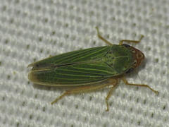 Xyphon reticulatum