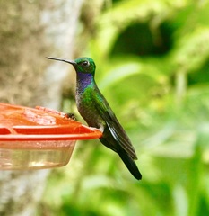 Campylopterus villaviscensio