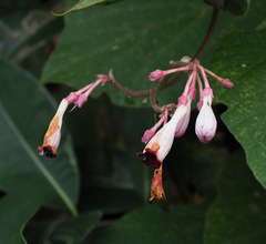Amalocalyx microlobus