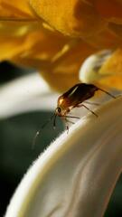 Horciasinus signoreti