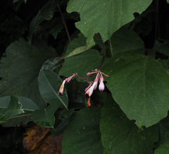 Amalocalyx microlobus