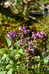 Pedicularis sudetica interioroides