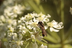 Syrphinae