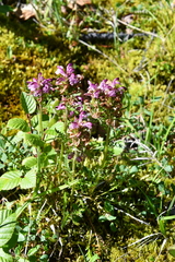 Pedicularis sudetica interioroides