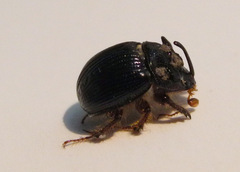 Odonteus armiger