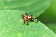 Dolichoderus thoracicus