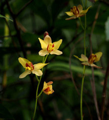 Spathoglottis pubescens