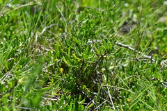 Scaevola hainanensis