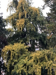 Ginkgo biloba